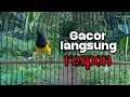 Download Lagu SUARA SOGON GACOR UNTUK MERANGSANG BUNYI #sogon #sogongacor #sogonmania