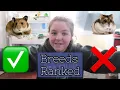 The Best and Worst Hamster Breeds