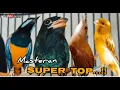 Download Lagu MASTERAN SUPER TOP , MURAI BATU || cungkok - c, jenggot - tengkek buto - kenari