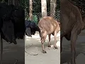 Download Lagu Lots of two goats they do very eautiful surprising shoots which we enjoy May 15, 2023