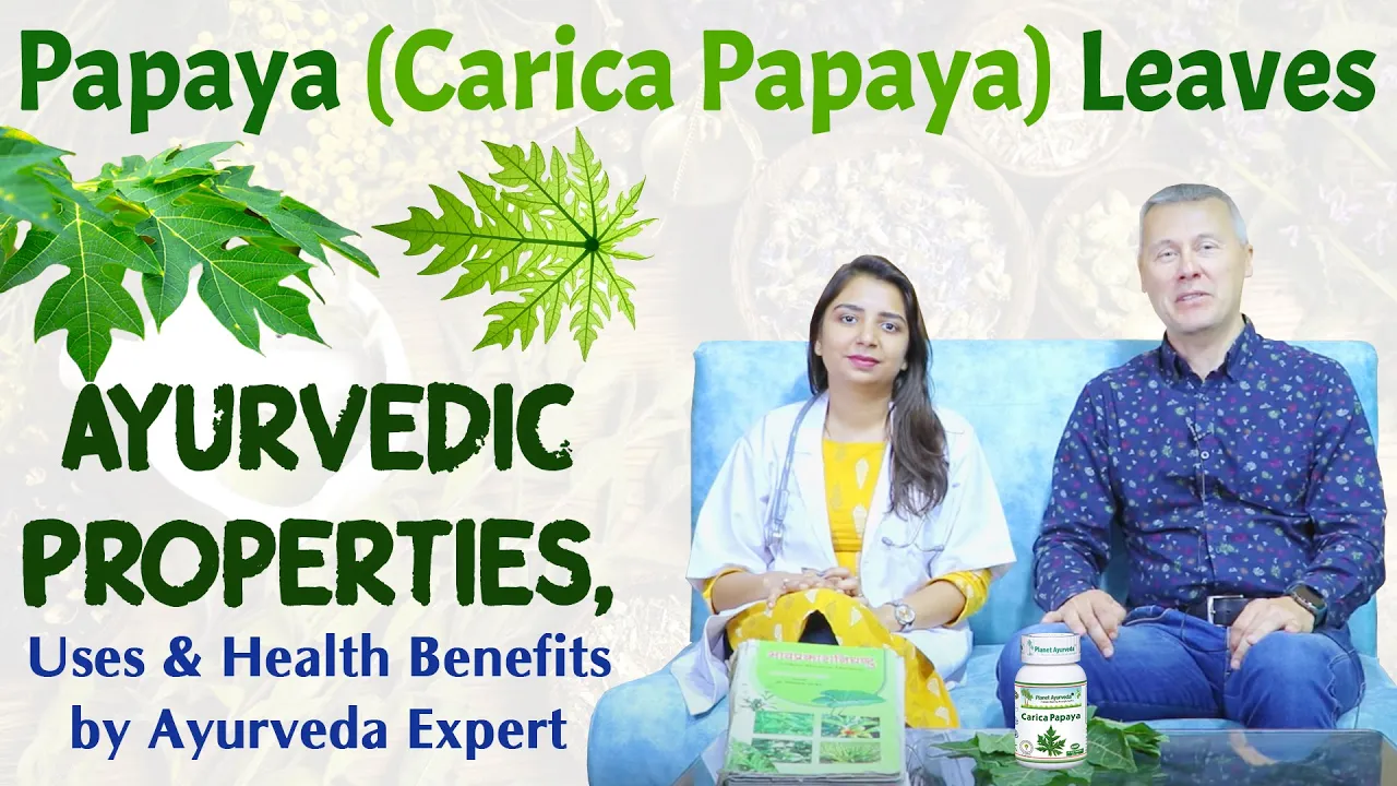 Watch Video Papaya (Carica Papaya) Leaves - Ayurvedic Properties, Uses & Health Benefits by Ayurveda Experts