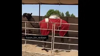 من فرديات مبارك زايد بن فطيس المنصوري اختم اعجابك بذكر الله والصلاة على النبي 