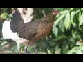 Download Lagu Suara pikat ayam hutan betina berkekkek pemaggil ayam hutan jantan ‼️