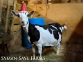 Moo s 5th Birt ay Syman Says Farms