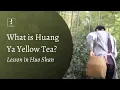 Download Lagu What is Yellow Tea? A Trip to Huo Shan for Huang Ya