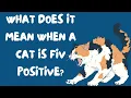 What Does It Mean When a Cat Is FIV Positive