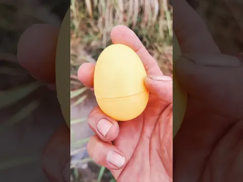 What Inside This Yellow Egg? #shortvideo #insects #animals #snailhunter
