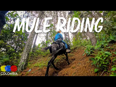 Mule Ride Through Colombian Forest | La Juana