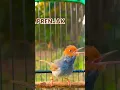 Download Lagu Sound Bird Spectacular From Indonesian #prenjak #birds #birdsounds