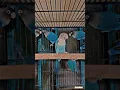 Download Lagu 💙 blue love bird #mrparacha #parrot #lovebird #happymood #lovebirdbaby #fisher #cute #blue