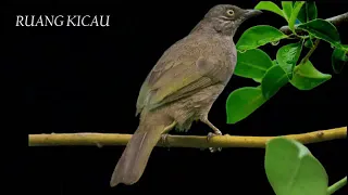 masteran kapas tembak jeda ngerol rapat suara jernih