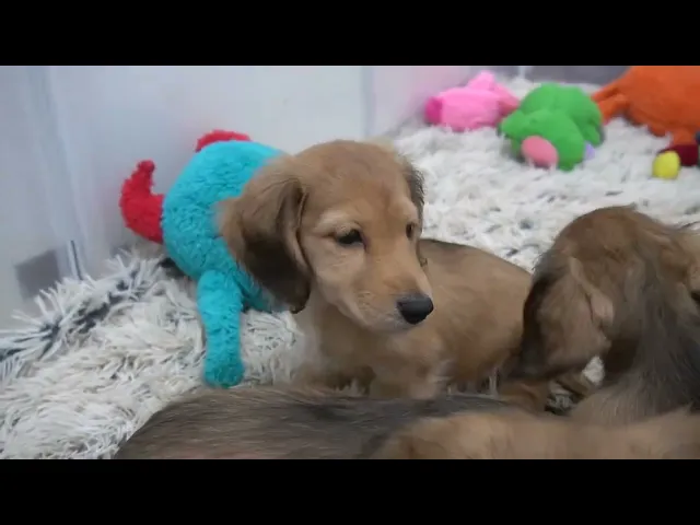 動画