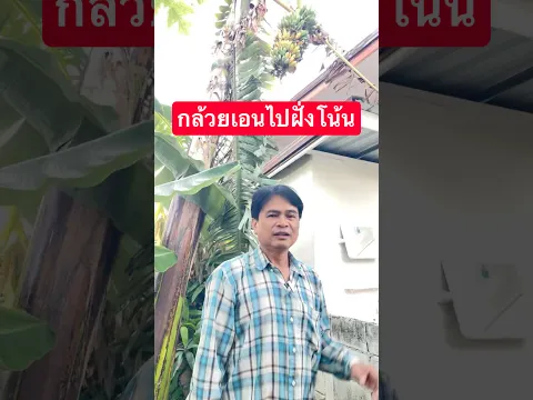 กล้วยเอนไปหลังคาข้างบ้าน #เกษตรกรชาวบ้าน #วิถีชาวบ้าน #banana