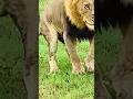 Lagu Hartverscheurend! Gewonde leeuw achtergelaten door zijn trots 🦁💔\