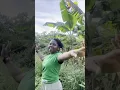Ancient Seed, Dhee, Tiwa Savage, Santhosh Narayan, Wondagurl #shorts