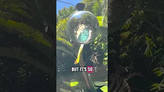 new disco ball
