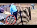 Rabid Fox Caught on Camera Chasing Man and Family Dog