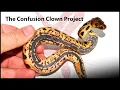 In-depth look at the Confusion Clown project 2019 Morphs 101 special