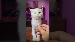 القطة لوسي مو مقتنعة باللولي بوب 😂
