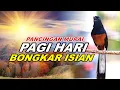 Lagu 🔴 LIVE 17 - Pancingan Murai Batu Pagi Hari Bongkar Isian Tembakan Panjang Murai Apapun Pasti Nyaut