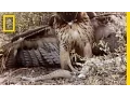 Download Red-Tailed Hawk vs. Rattler | National Geographic mp4 3gp mp3 videos - waplic