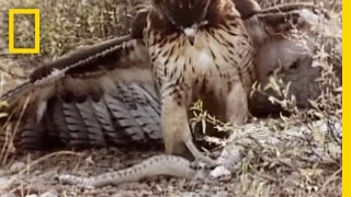 Red-Tailed Hawk vs Rattler National Geographic