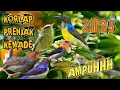 Lagu Suara pikat burung kecil korlap,prenjak,kemade ribut ampuh 💯