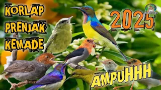 suara pikat burung kecil korlap prenjak kemade ribut ampuh 