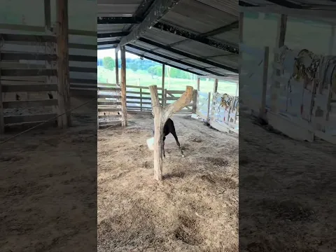 Nuca vi um negócio desses