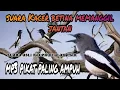 Download Lagu Suara pikat burung kacer paling ampuh