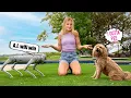 Real Dog or A I Robot Dog Which is better