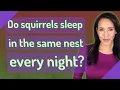 Do squirrels sleep in the same nest every night