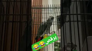 الببغاء مفرفش 