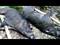 Download Lagu FULL😱BERBURU ROBOHKAN 1EKOR ROMBONGAN BABI HUTAN JUMBO(TENGKER)/deadly hunting with spesial airguns 