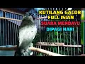 Lagu KUTILANG GACOR FULL ISIAN SUARA IDAMAN MENDAYU DAYU DIPAGI HARI