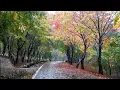 Calm Rain that Came with Autumn - Heal with the Beautiful Seasonal Rain Sound Stress Relief