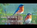 Download Lagu Chitãozinho e Xororó - Obras de Poeta hq