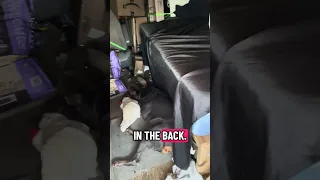 Ikik.. we got to clean the van out smh !! #Fyp #dream #doberman #pets #YouTube