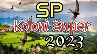 Download Sp Koloni Super 2023 MP3