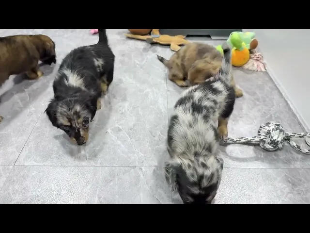 動画