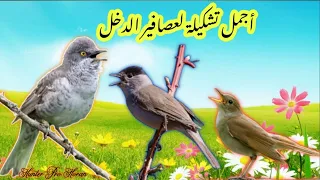 صوت عصفور التين الدخل دندنها