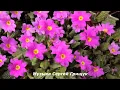 Download Lagu Музыка Для Души НОВАЯ ВЕСНА Музыка Сергей Грищук #МУЗЫКА #КРАСИВАЯМУЗЫКА
