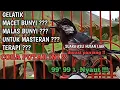 Download Lagu GELATIK BATU GACOR || KHUSUS UNTUK GELATIK YANG MALAS BUNYI MACET PALING AMPUH || LANGSUNG NYAUT !!!
