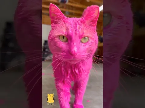 🏆 Every Reaction Is Better Than the Previous One! 🔥 #shorts #funny #cats