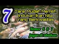 Download Lagu Budidaya Ikan Nila🐟cara Mudah memilih indukan Nila Berkwalitas