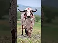 Download Lagu Jay Gau Mata 🤪🥰🥰 #song #sorts #music #treddingshorts #funny