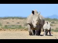 Download Lagu Rhinos Are Faster Than You Think! 🦏💨 | Wild Rhino Facts That’ll Blow Your Mind