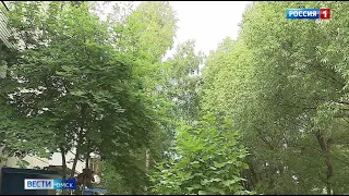 Омичи могут подать заявку на снос аварийных деревьев