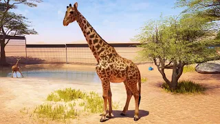 Planet Zoo 2 - Masai Giraffe Gameplay (PS5 UHD) [4K30FPS]