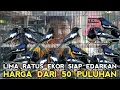 Download Lagu GAWAT !! BISA SEMURAH INI HARGA KACER DAPUT OMBYOKAN DR 50 RIBUAN DI KIOS SIGIT PASAR BURUNG PRAMUKA